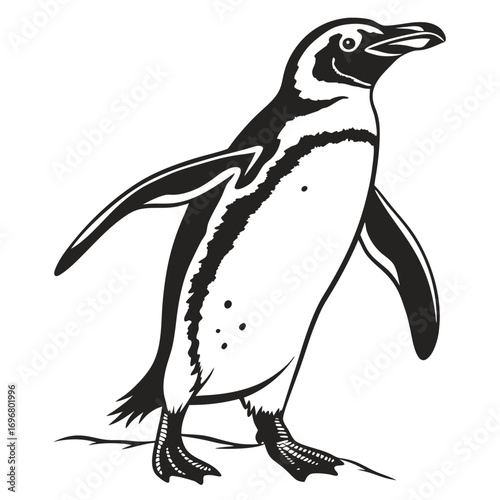 Black And White Penguin Illustration Standing On White Background animal bird