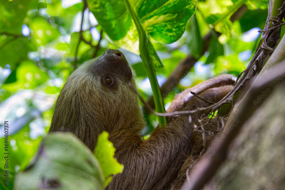 Fototapeta premium A closeup of a three-fingered sloth resting on a tree branch in the Costa Rican jungle next to the Caribean coastline