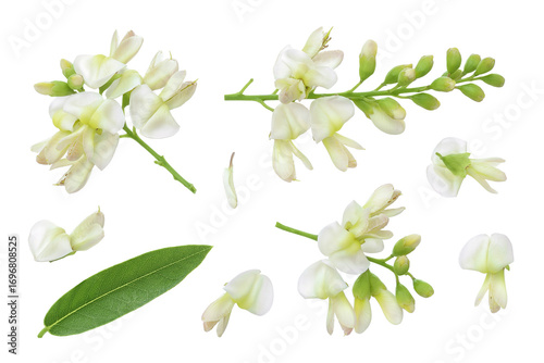 flowers of Sophora japonica or Styphnolobium japonicum isolated on white background