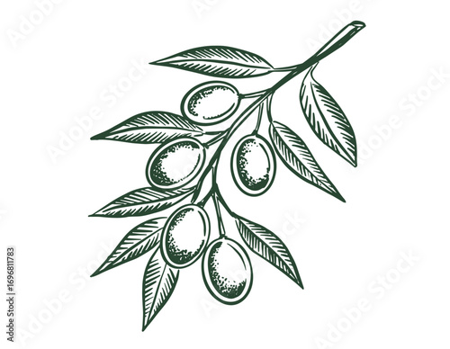 Olive branch, hand drawn illustration