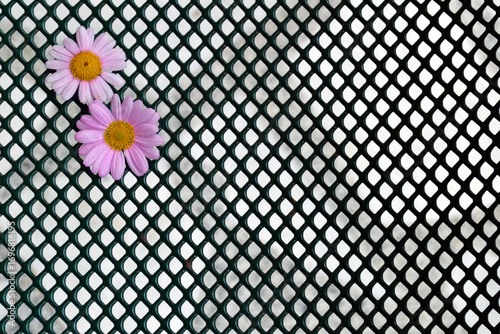 Two pink daisies on the top left corner.