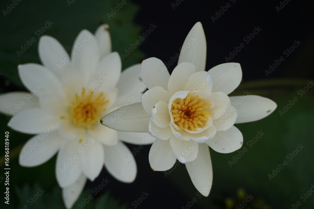 Fototapeta premium Water Lily in Bangladesh.