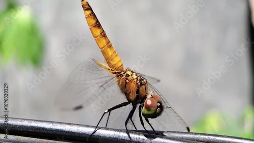 Yellow Dragonfly in Obelisk Posture Cooling Under Sun, Close Up Nature Macro Video