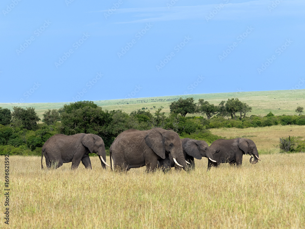Fototapeta premium Grupo de elefantes de una manada en la sabana de Masai Mara