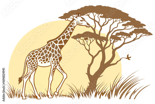 Giraffe walking under a large acacia tree in the savanna