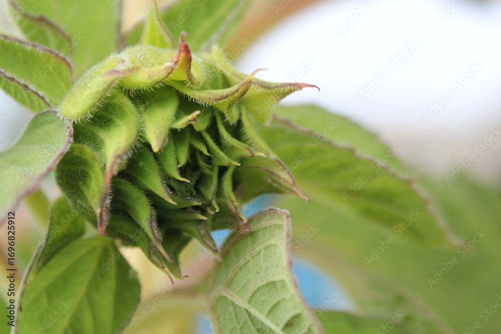 Obraz premium caterpillar on a branch