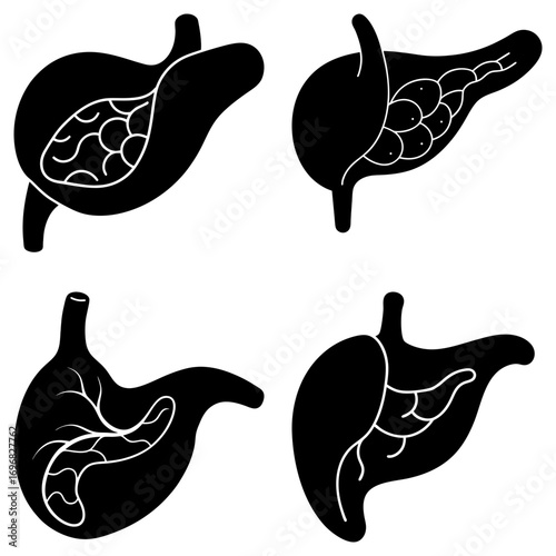 Anatomical illustration showing the stomach pancreas and liver in black and white medical diagram style image