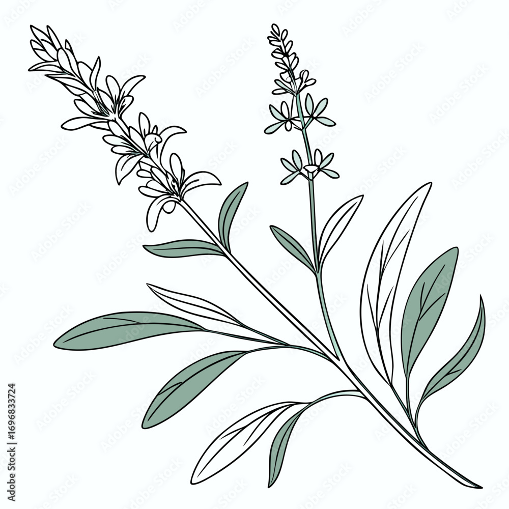 Naklejka premium Hand-drawn botanical vector illustration of a flowering sage plant. Minimalist line art of a medicinal herb for natural wellness and culinary concepts