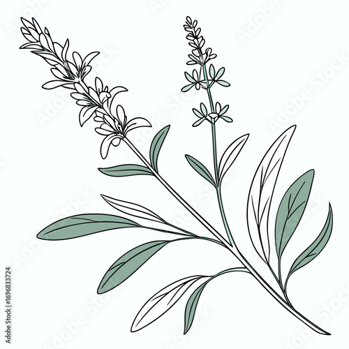 Hand-drawn botanical vector illustration of a flowering sage plant. Minimalist line art of a medicinal herb for natural wellness and culinary concepts