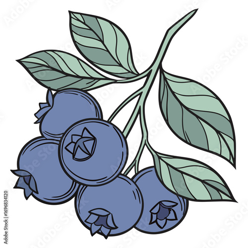 Hand-drawn illustration of a fresh blueberry branch with ripe berries and green leaves, isolated on a white background