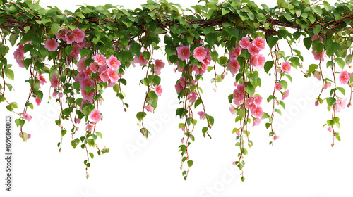 Hanging pink flower vines with green leaves isolated on white background. 