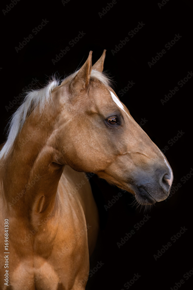 Fototapeta premium Side profile head black shot of a quarter horse with palomino coat