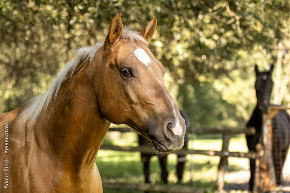 Obraz premium A palomino quarter horse gelding in a ranch setting with other horses blurred in the background