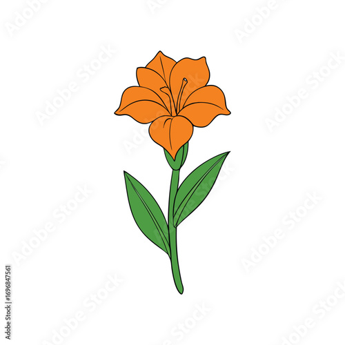 Canna lily bloom with broad petals detailed vector art illustration