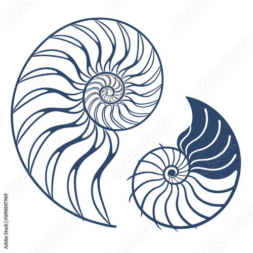 Two stylized nautilus shells in a dark blue outline, isolated on a, showcasing the fibonacci spiral pattern