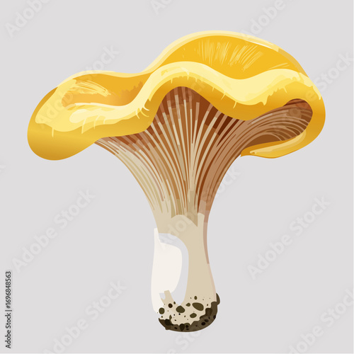  golden chanterelle mushroom culinary vector illustration for food and botanical branding