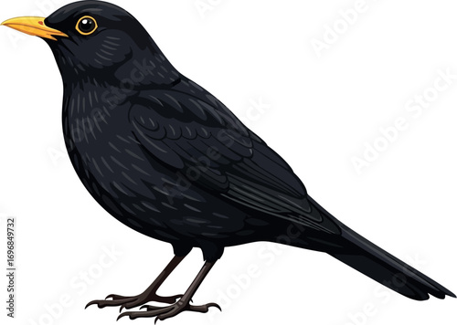 A detailed illustration of a blackbird with a bright yellow beak against a white background.