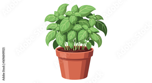 Vibrant green basil plant thriving in a terracotta pot, perfect for culinary inspiration
