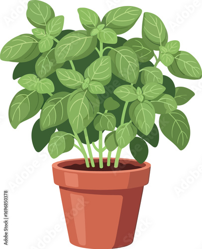 Vibrant green basil plant growing in a terracotta pot, perfect for culinary inspiration.