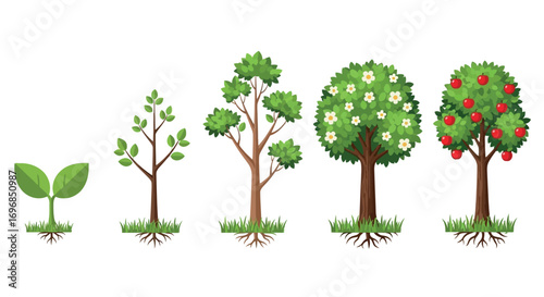 Stages of tree growth from seedling to fruit-bearing tree