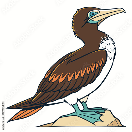 Brown booby bird standing on a rock