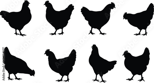 Silhouette Collection of Chickens in Various Poses, Perfect for Farm Illustrations, Rural Designs, Poultry Logos, and Animal Vector Art