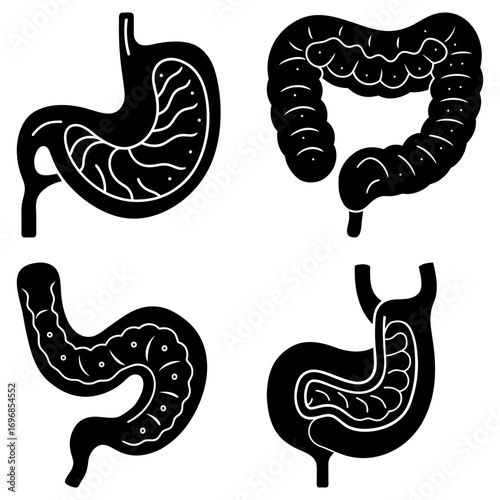 Anatomical illustration showing the human digestive system organs in black and white detailed design