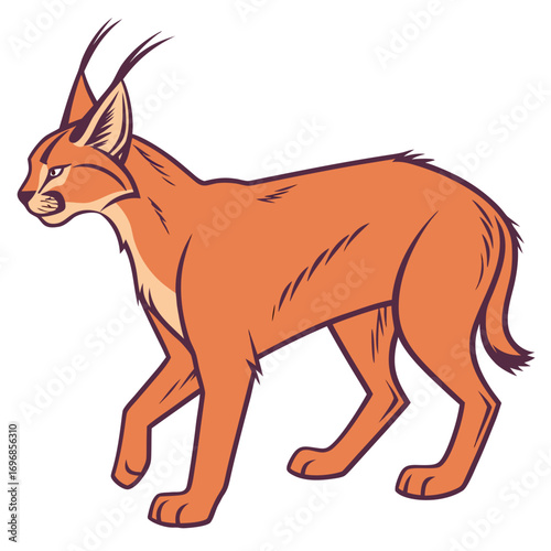 Caracal wild cat walking profile view