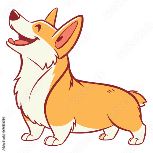Happy corgi dog standing and looking up with mouth open