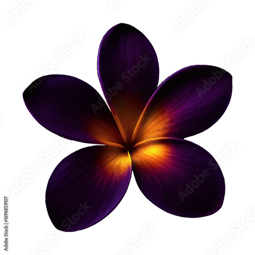 A stunning frangipani flower, also known as plumeria, blossoms beautifully isolated on a white background, showcasing its pink and purple petals