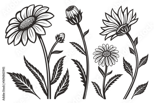 Collection of hand drawn daisy flowers and buds isolated on white background