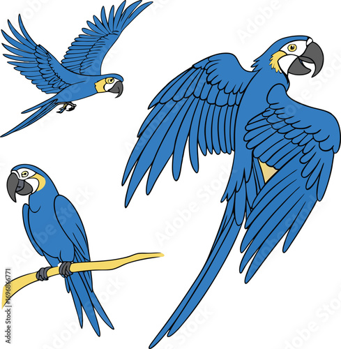 Three Blue Macaws in Different Poses Against Black Background parrot bird