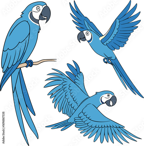 Three Blue Macaws in Different Poses on Black Background parrot bird