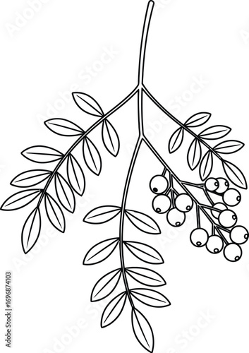 Delicate outline of a rowan branch with berries and leaves, symbolizing nature and autumn.