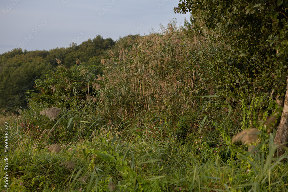 Obraz premium impassable overgrown grass near the lake, autumn landscape