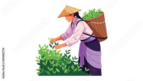 Tea Plucking Scene: A depiction of a woman plucking tea leaves with a basket, illustrating traditional tea cultivation, capturing the essence of hard work and a connection to the earth.