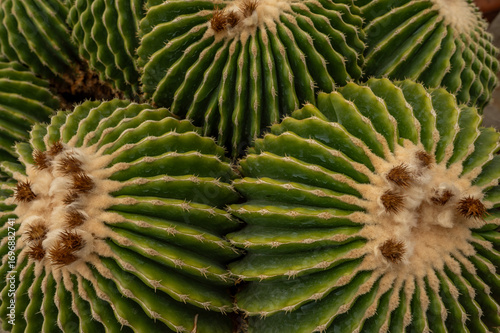 Beautiful cactus in detail, Echinocactus grusonii, botanical garden, nursery, Italy
