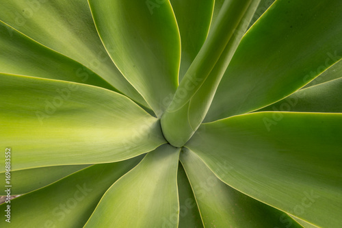 Beautiful Agave in detail, botanical garden, nursery, Italy