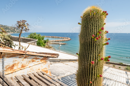 Beautiful columnar cactus in detail with flowers, Neobuxbaumia polylopha,  botanical garden, nursery, Italy