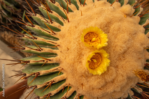 Beautiful cactus in detail, botanical garden, nursery, Italy