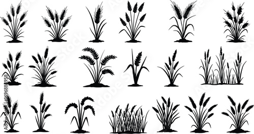 Wheat plant silhouettes collection, agricultural crops, farming icons, grain stalks, cereal plants, harvest season, nature, field plants, rural agriculture, organic farming