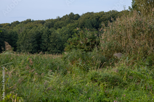 forest in autumn overgrown grass and reeds near the lake against the background of the forest, beautiful wildlife, impenetrable thickets