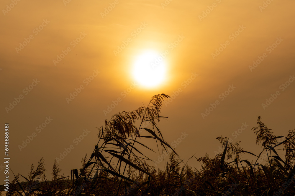 Obraz premium beautiful sunset picture, bright orange-brown sun illuminates spikelets of tall grass and reeds, autumn sky