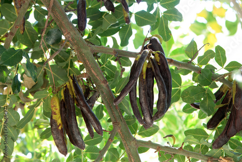 Fruits of an Carop tree, Ceratonia siliqua
