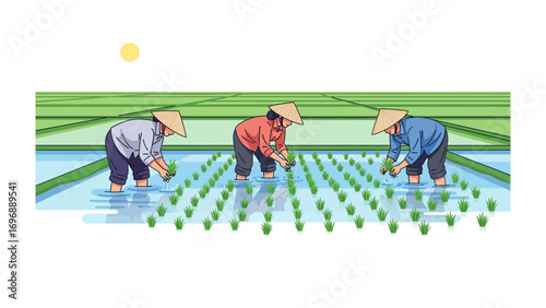 Rice Field Laborers at Work: Witness the age-old tradition of rice cultivation, as dedicated farmers meticulously plant seedlings in a vibrant, flooded paddy field.
