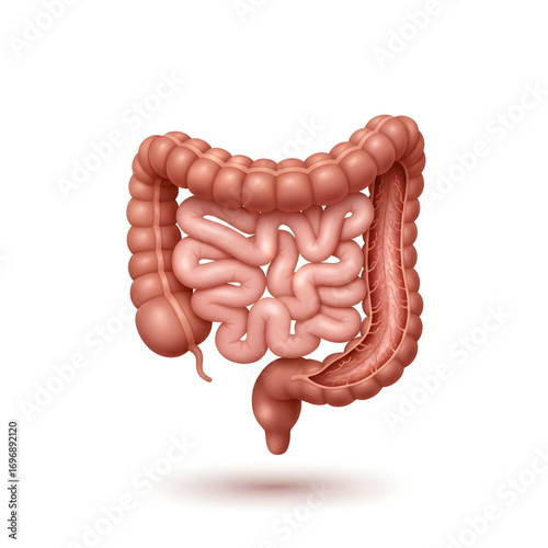 Human Intestine - Realistic Anatomy Illustration