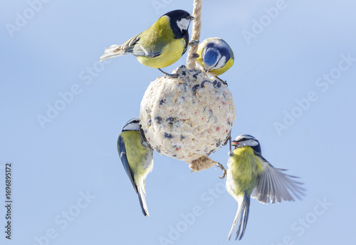 Group of little birds feeding on bird feeder with suet fat ball. Blue tit and Great tit
