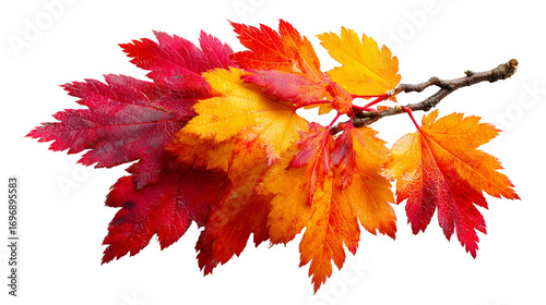 Vibrant autumn maple branch displays delightful gradient leaves in brilliant red, orange, yellow. Colorful foliage brings cheerful warmth, perfectly capturing season beautiful essence