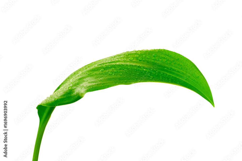 image to crop