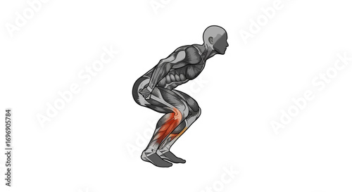 Muscular system highlighting knee pain in anatomical side view art